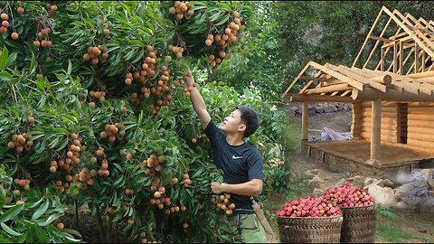 Harvest the second Season big lychee to market sell. Earn money build a new house. Build a life