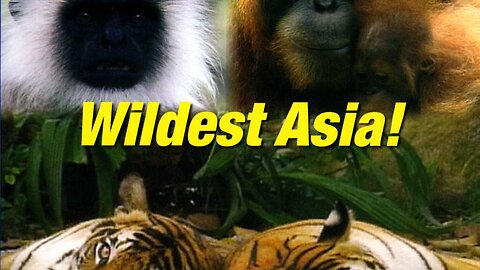 Wildest Asia!