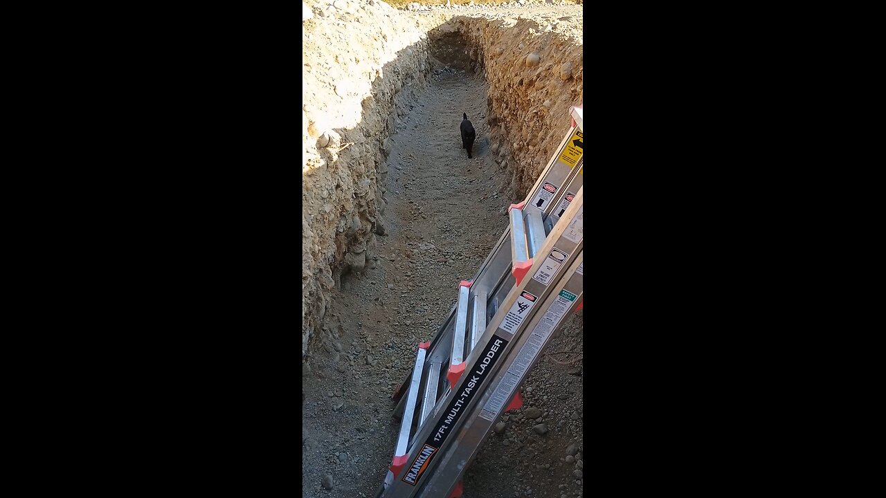The Boss inspecting my work. I passed... for now.
