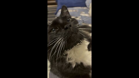 Very happy cat purrs