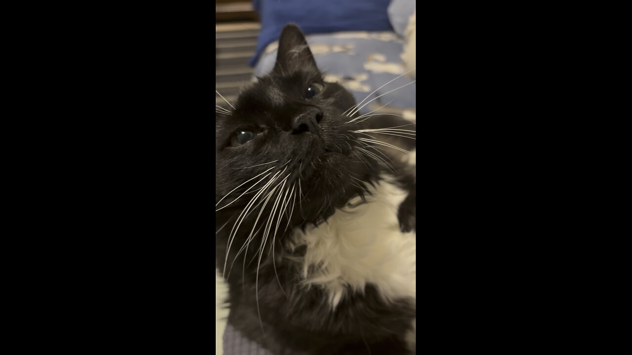 Very happy cat purrs