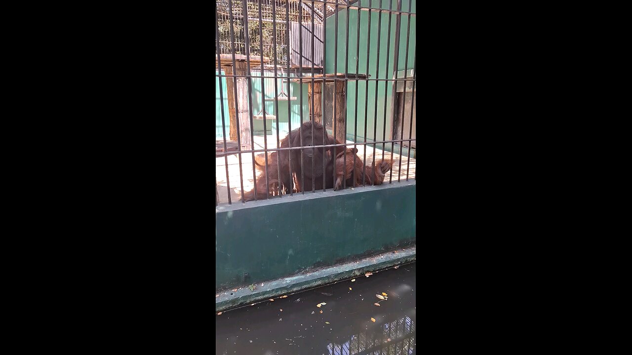 Orangutan A rare Animal