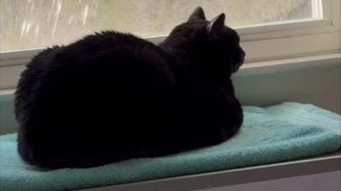 Cute Precious Piper is Loafing in Her Spa - My Adopted Shelter Cat Vlog #shorts