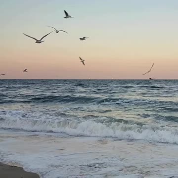 Seagulls at Last Light 🌊🌅 | Sounds of Nature