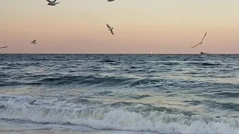Seagulls at Last Light 🌊🌅 | Sounds of Nature