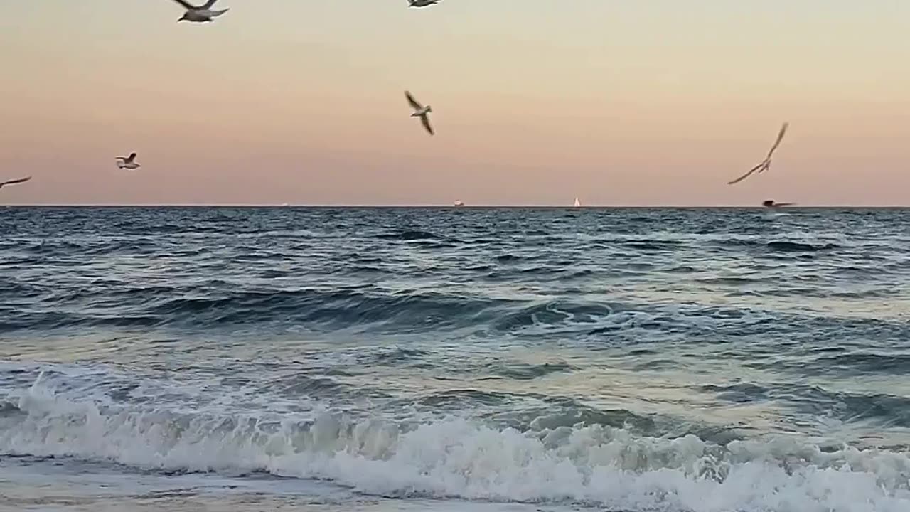 Seagulls at Last Light 🌊🌅 | Sounds of Nature