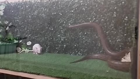 Feeding the Snake with the Mouse