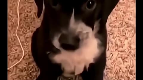 Dogs being funny 🤣🤣🤣🤣🤣