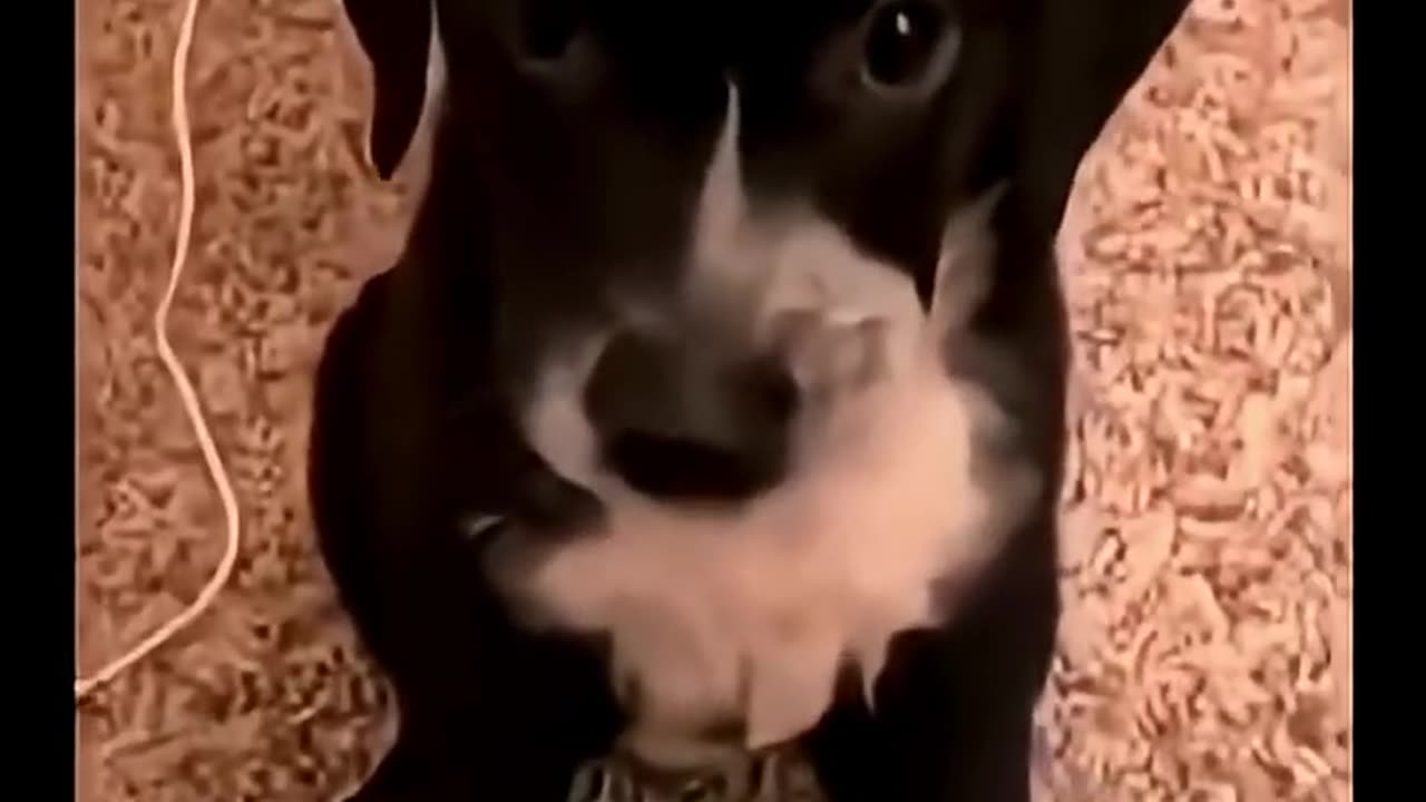 Dogs being funny 🤣🤣🤣🤣🤣
