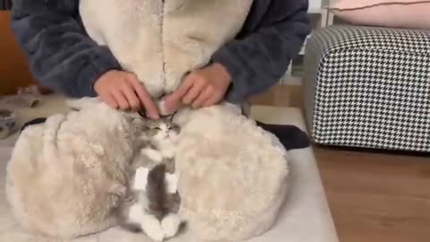 Hilarious pet videos
