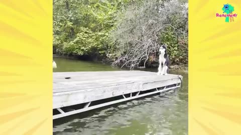 Viral: Scared Dog Stuck On A Pond Turns Into A Happy Tail-Wagger | Dodo Kids | R