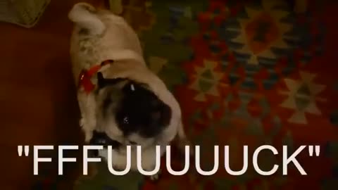🐶🎉 Pug Party! Watch This Furry Fiesta Unfold! | FunFM