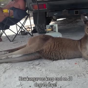 Australian kangaroo