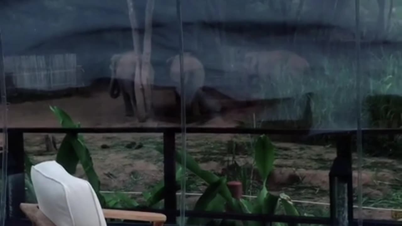 Lodge avec bulle face aux éléphants en Thaïlande – expérience unique dans la jungle du Triangle d’Or