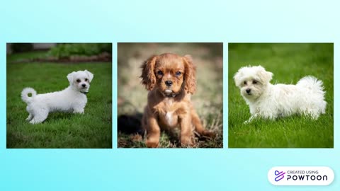 Maltese Puppies