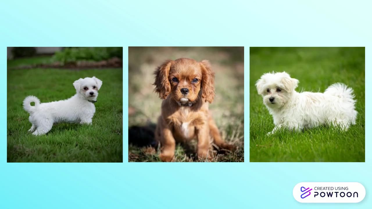 Maltese Puppies