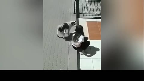 Funniest Animals 😂 New Funny Cats and Dogs Videos 😻🐶