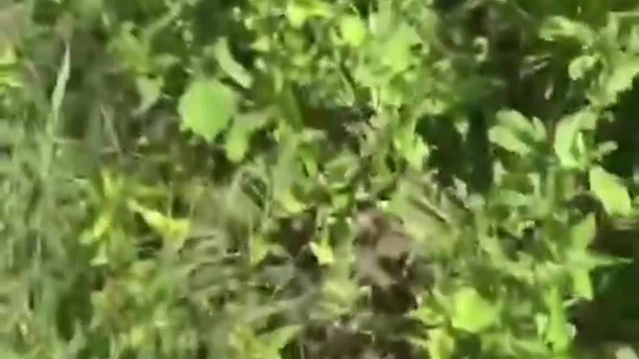 RFK Jr needs to see this