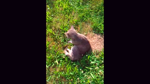 German cat scratches and licks itself in the garden