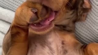 😂🐒 Living Rent Free and Sucking Thumbs Like a Boss | FunFM