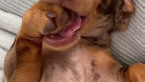 😂🐒 Living Rent Free and Sucking Thumbs Like a Boss | FunFM