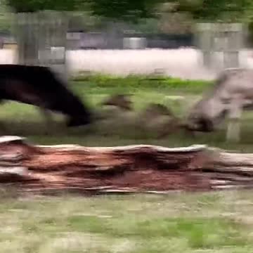 Fallow Bucks Fighting