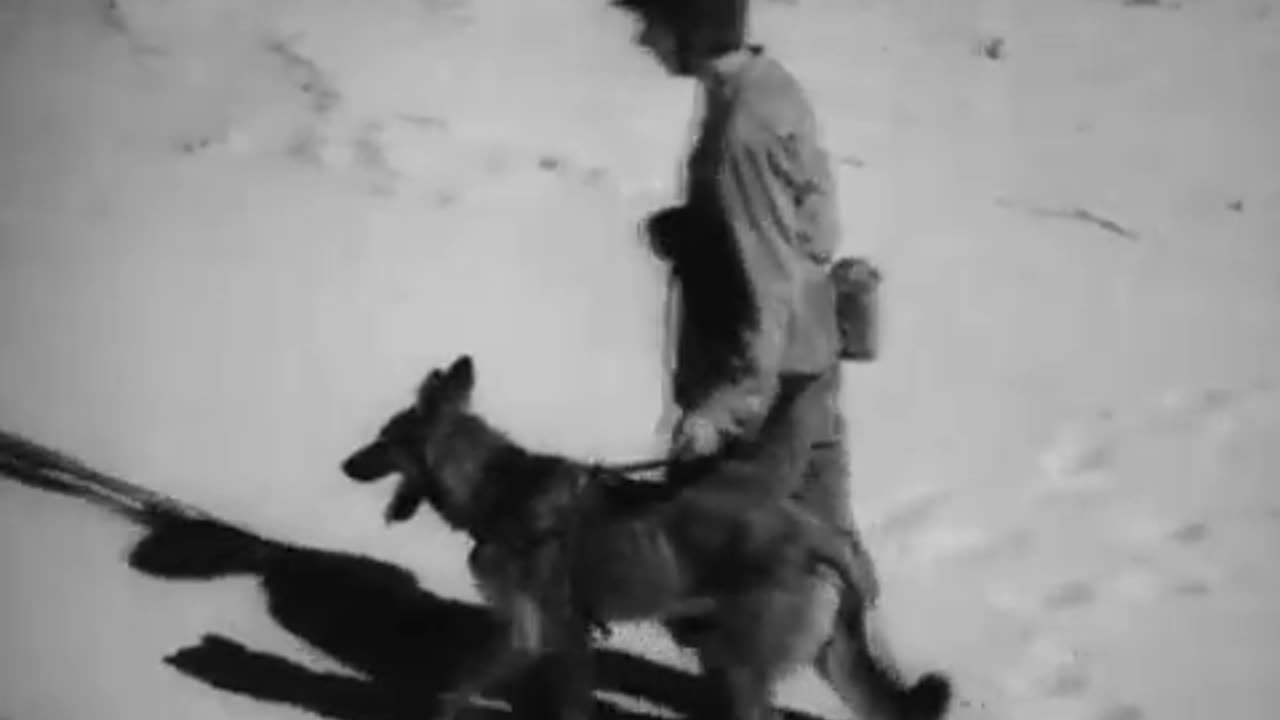 The Use of War Dogs