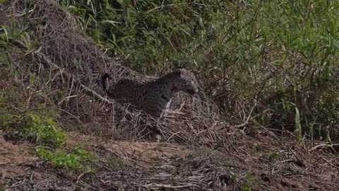 Jaguar Swimming