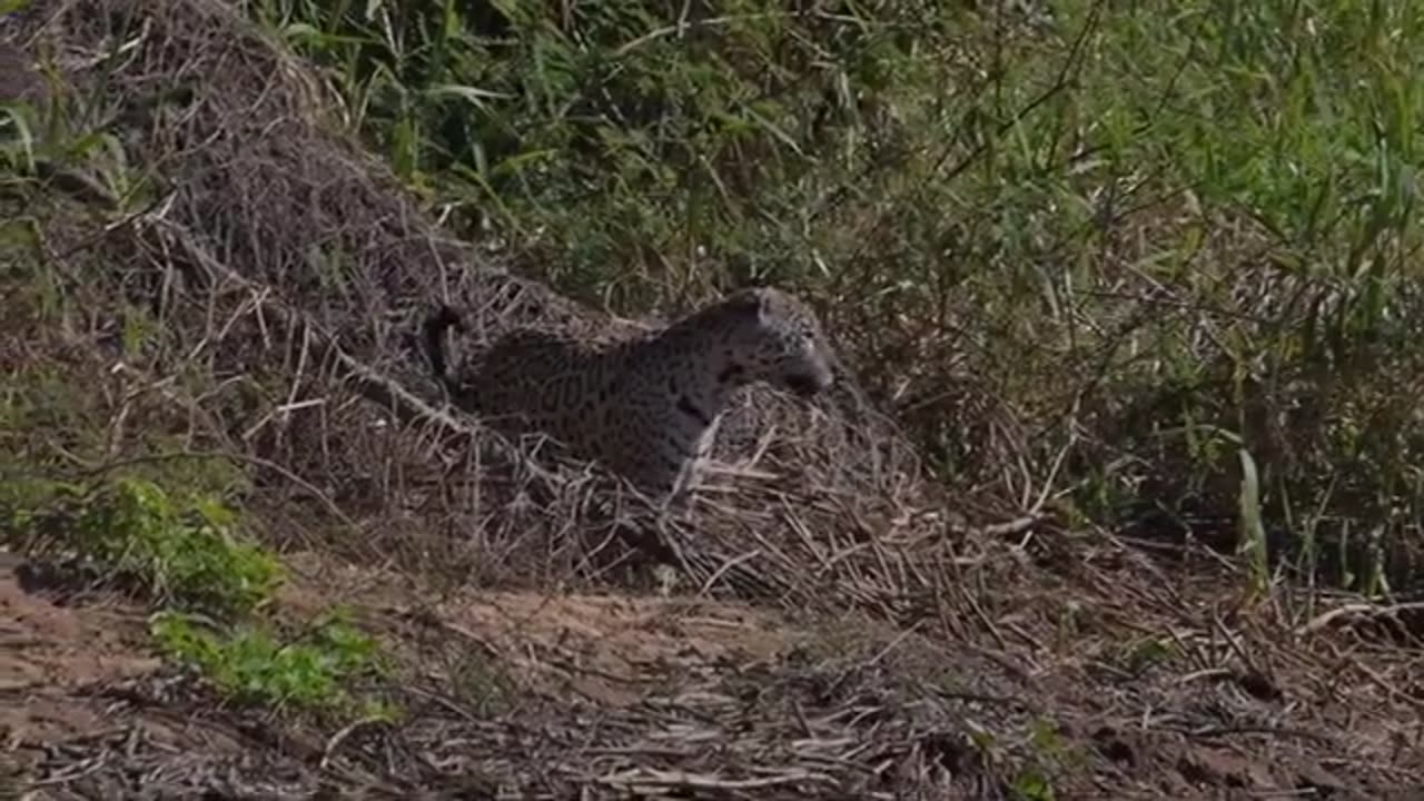 Jaguar Swimming