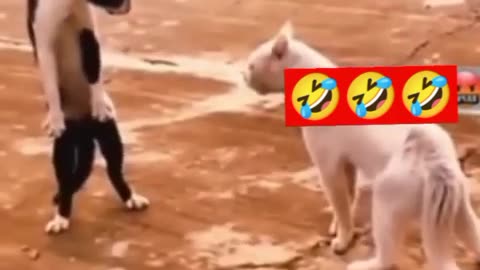 Dog funny moments videos
