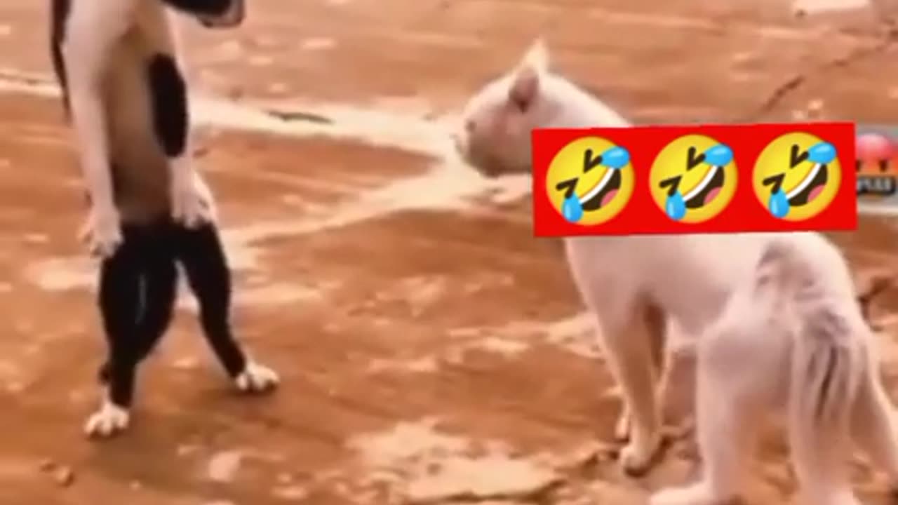 Dog funny moments videos