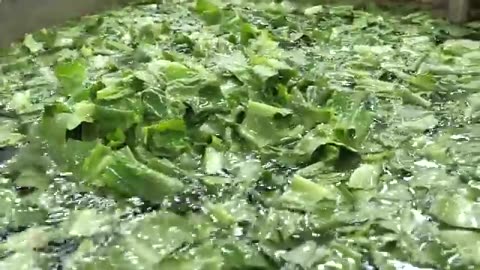 The process of a Korean scientist growing fresh vegetables and delivering them to your home.