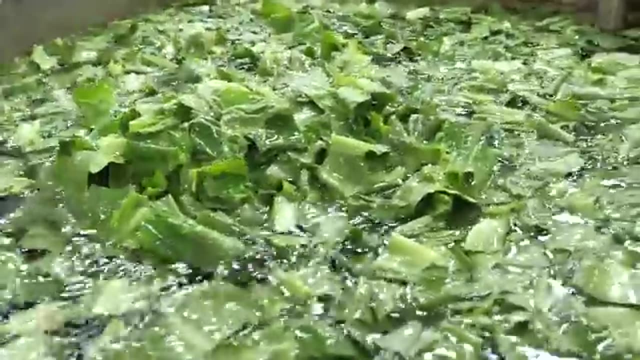 The process of a Korean scientist growing fresh vegetables and delivering them to your home.