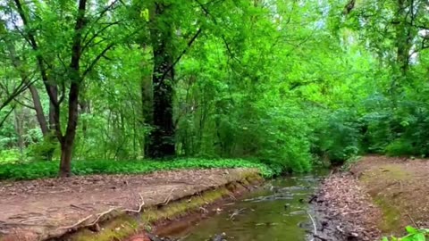In The Natural ambiance with beautiful scenery ..#relax #ambience #shorts #ReduceStress