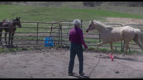 A Horse Like No Other Filmed on The LUMIX s5ii cinematic
