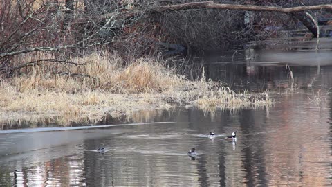 Winter's Winged Wonders: Canadian Geese, Mergansers, and More!