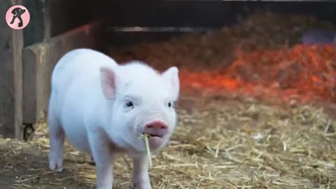 Potbellied Pig as a Pet | Everything You Need to Know About Caring for Mini Pigs