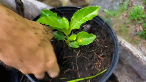Growing Passion Fruit from Seed 💚🌱