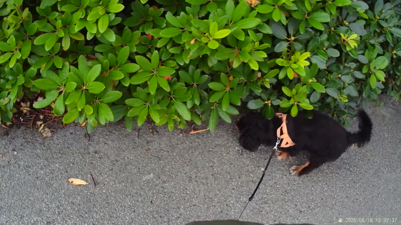 Dog Walking Max ckc.