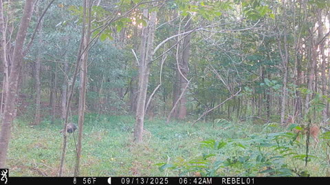 Turkey thinks it's a Deer