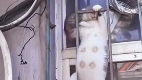 gato-miausion-imposible_perts-lovess31