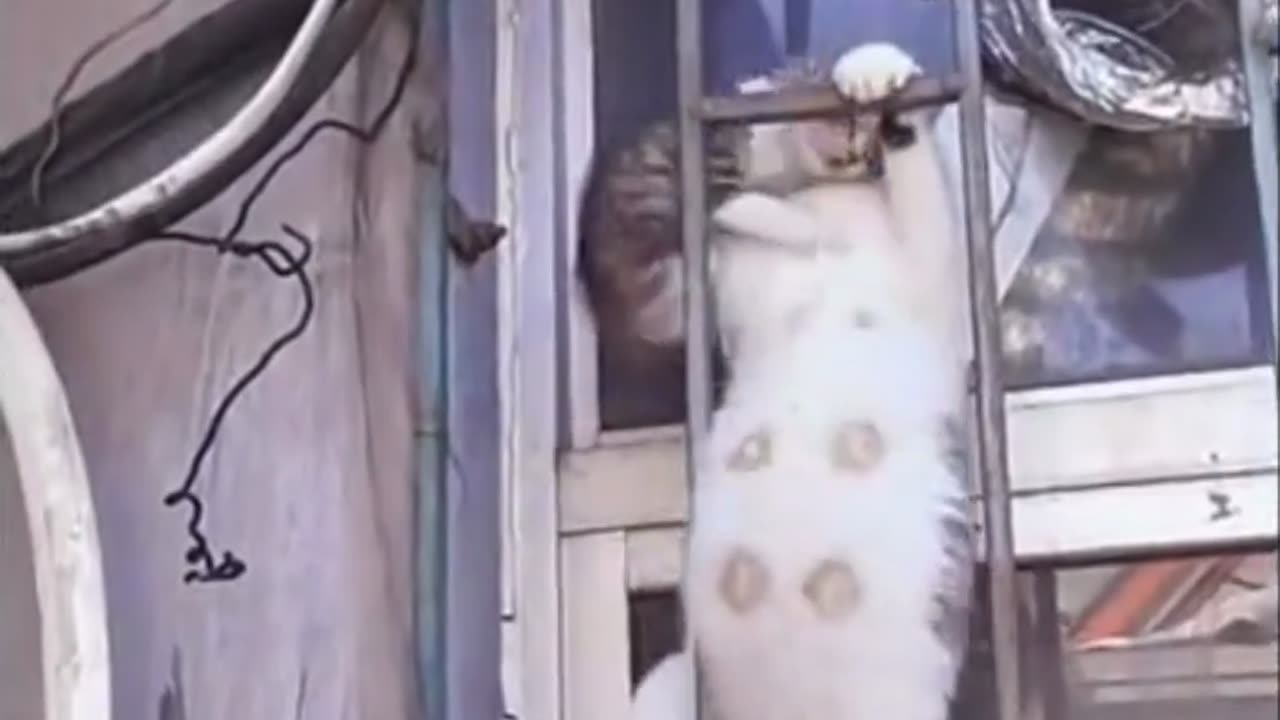 gato-miausion-imposible_perts-lovess31