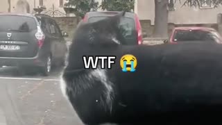 😂🐈 You Won't Believe This Feline Delivery Method! Cat Distribution System | FunFM