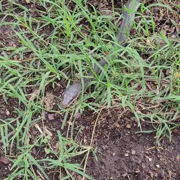 Black Snake Visiting Our Garden