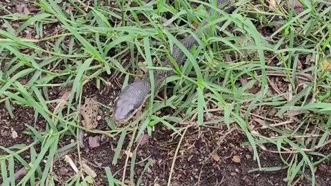 Black Snake Visiting Our Garden