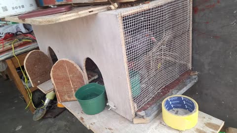 How to Train Your Pigeons to Fly and Return