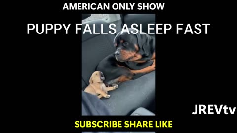 Puppy Plays Games Than Falls Asleep Fast