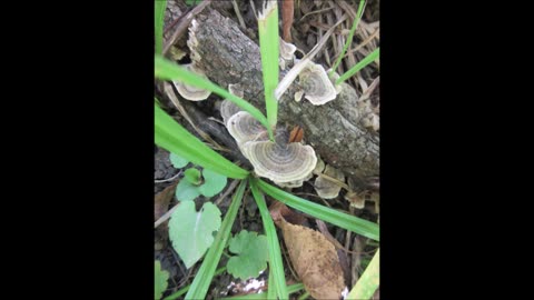 Strange and Exciting Turkey Tail Mushroom August 2023