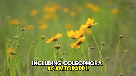 "Botanical Description and Ecological Role of Coreopsis"