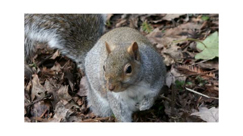 ANIMALE A QUATTRO ZAMPE